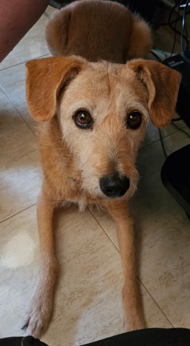 Mascota en guardería en casa